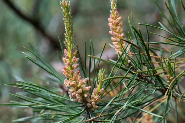 Pinus Silvestris Весняні Соснові Чоловічі Квіти Крупним Планом Вибірковий Фокус — стокове фото