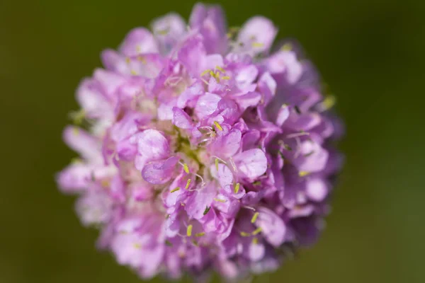 Succisa Pratensis Немного Чешуйчатый Весенний Цветок Макро Селективный Фокус Стоковое Изображение