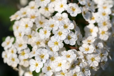 Spiraea medyası beyaz bahar çiçekleri seçici odak noktasını kapatır