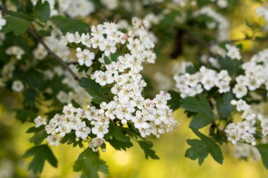 Crataegus monogyna, Hawthorn beyaz bahar çiçekleri yakın çekim odağı