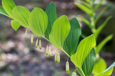 Polygonatum multiflorum, Süleyman 'ın mühür beyaz orman çiçekleri seçici odak noktasını kapatır