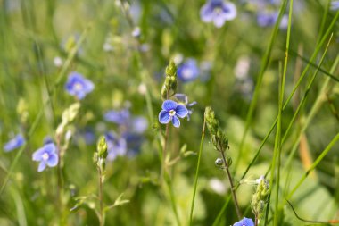 Veronica Chamaedrys, Alman hız kuyusu mavi çayır çiçekleri kapalı seçici odak