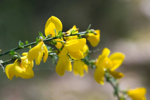 Cytisus Scoparius Gemeiner Besen Frühling Gelbe Blüten Nahaufnahme Selektiver Fokus — Stockfoto