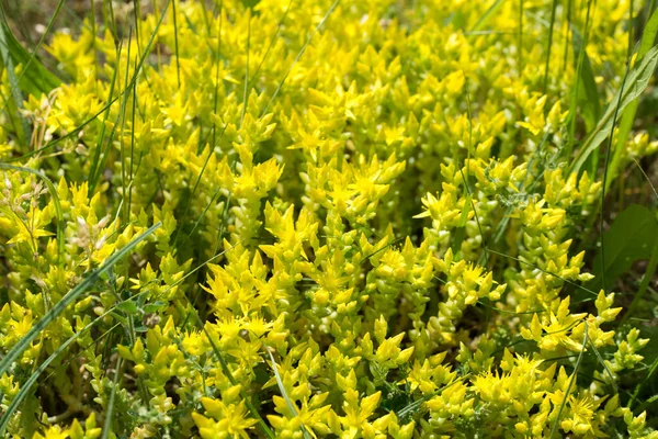 Sedum Hektarı Altın Yosunlu Taş Bahar Sarısı Çiçekler Kapalı Seçici — Stok fotoğraf