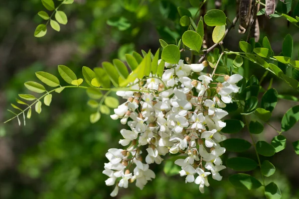 Robinia psödoacia, siyah çekirge beyaz çiçekler seçici odak noktası.