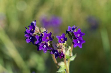 Anchusa officinalis, çayırdaki yaygın böcek ilacı mor çiçekler yakın plan seçici odak