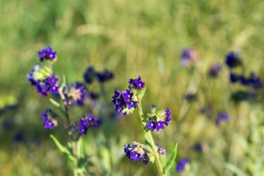 Anchusa officinalis, çayırdaki yaygın böcek ilacı mor çiçekler yakın plan seçici odak