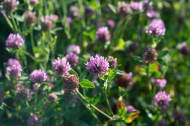 Trifolium pratense, çayırda kırmızı yonca çiçeği yakın plan seçici odak