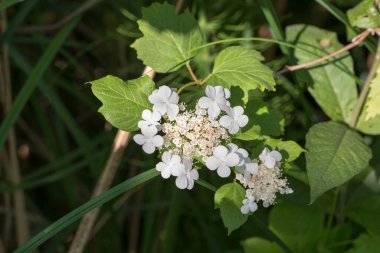 Viburnum opulus, guelder gülü beyaz çiçekler yakın seçici odak