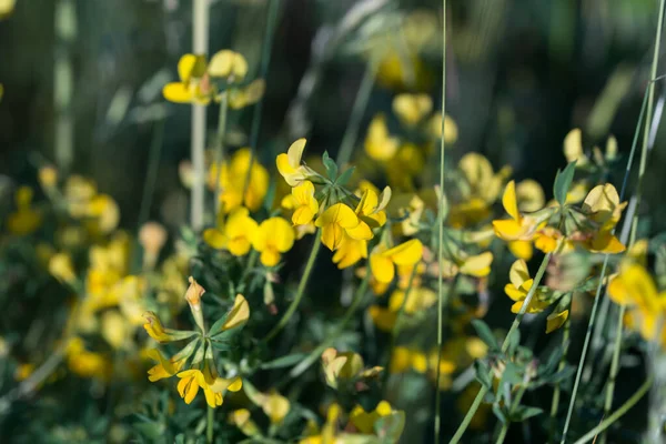 Lotus corniculatus,  bird\'s-foot trefoil yellow flowers in meadow closeup selective focus