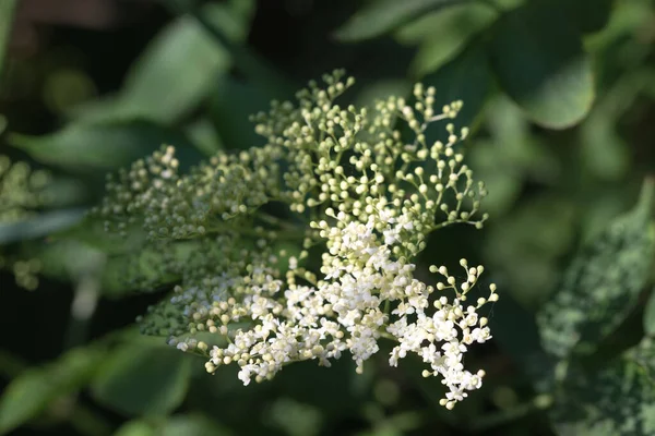Sambucus Nigra Starsze Białe Kwiaty Gałązce Zbliżenie Selektywne Ostrość — Zdjęcie stockowe