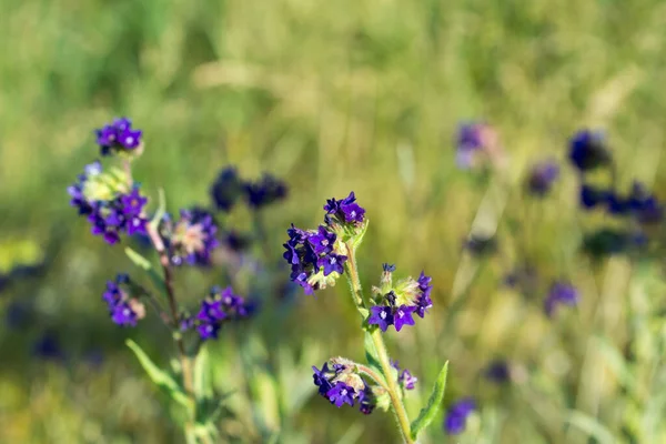 Anchusa Officinalis Häufiges Bugloss Violette Blüten Wiese Nahaufnahme Selektiver Fokus — Stockfoto