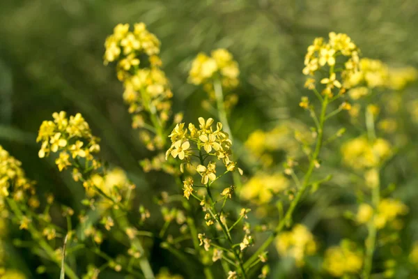 ブニアス オリエンタル トルコのワルティキャベツの黄色の花の牧草地のクローズアップ選択的な焦点 — ストック写真