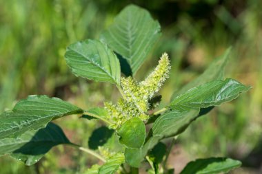 Amaranthus retroflexus, kırmızı-kök amaranth yeşil çiçekler yakın plan seçici odak