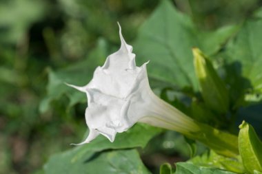 Datura stramonyumu, dikenli elma, beyaz yaz çiçeği yakın plan seçici odak
