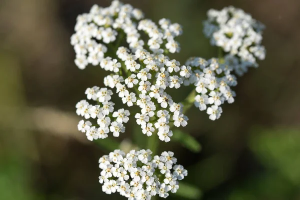 Achillea Millefolium Stoczni Białe Letnie Kwiaty Zbliżenie Selektywne Ostrość — Zdjęcie stockowe
