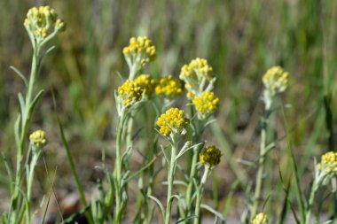 Helichrysum arenyumu, sonsuza dek cüce, yaz mevsimi sarı çiçekler seçici odak noktası