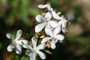 Saponaria officinalis, yaygın sabun otu beyaz çiçekler seçici odaklanma
