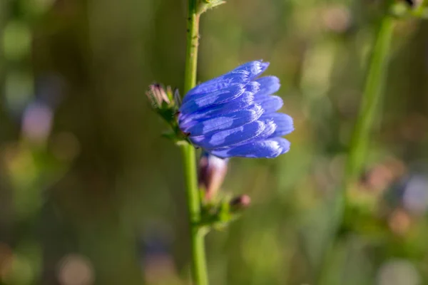 Цыганский Голубой Летний Цветок Крупным Планом Избирательный Фокус — стоковое фото