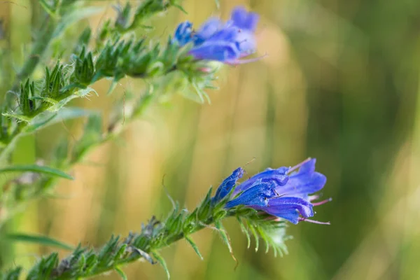 Echium Vulgare Zmije Bugloss Modré Květy Detailní Sobecké Zaměření — Stock fotografie
