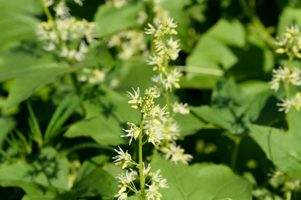 Echinocystis lobata, yabani salatalık yaz çiçekleri yakın plan seçici odak