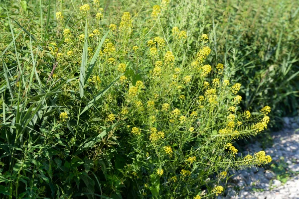 Rhamphospermum Arvense Wild Mustard Yellow Flowers Close Seup Selective Focus — стоковое фото