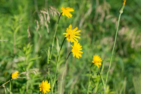 Tragopogon Pratensis Gelbe Blüten Nahaufnahme Selektiver Fokus Stockbild