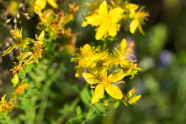 Hypericum perforatum, St. John 's Wort yaz sarı çiçekleri yakın çekim seçici odak