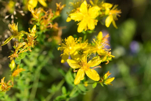 Hypericum Perforatum John Wort Yaz Sarı Çiçekleri Yakın Çekim Seçici — Stok fotoğraf