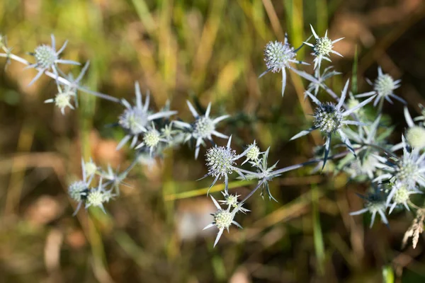 stock image Eryngium campestre,  field eryngo summer  flowers closeup selective focus