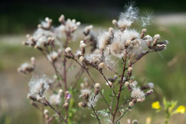 Cirsium Arvense Creeping Thistle Fluffy Summer Flowers Closeup Selective Focus — Foto de Stock