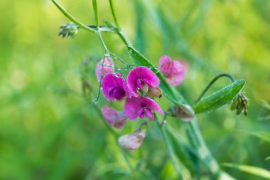 Lathyrus Sylvestris, sabah çiğ tanecikli düz bezelye çiçekleri...