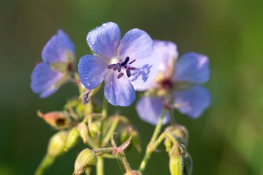 Sardunya pratezi, çayır turna gagalı yaz çiçekleri seçici odaklanma