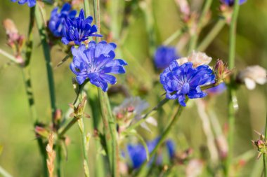 Yaygın mavi yaz çiçekleri Seçici odaklanma
