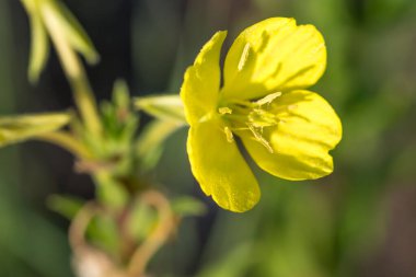 Oenothera biennis, yaygın bir akşam çiçeği sarı çiçekler seçici bir odak noktası.