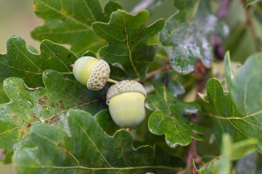 Dal üzerinde meşe palamutları yakın çekim seçici odak