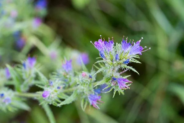 Echium Vulgare Flor Azul Brillo Víbora Enfoque Selectivo — Foto de Stock