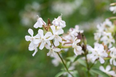 Saponaria officinalis, yaygın sabunotu beyaz yaz çiçekleri seçici odaklanma