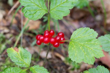 Rubus Saxatilis, taş böğürtlen kırmızı böğürtlen. Seçici odaklanma.