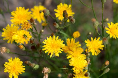 Crepis biennis, kaba şahin sakalı yaz sarısı çiçekler seçici odaklanma