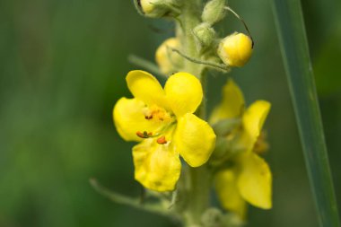 Mullein sarı yaz çiçekleri seçici odağı kapatır