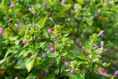 Galeopsis tetrahit, yaygın kenevir-ısırgan otu çayırı çiçekleri yakın plan seçici odak
