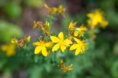 Hypericum perforatum, St John 's otunun sarı çiçekleri yakın plan seçici odak