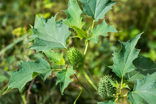 Datura stramonium, терновый яблоко зеленые фрукты крупным планом селективного фокуса