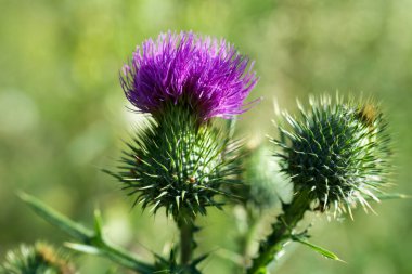 Cirsium vulgare, mızrak devedikeni yaz çiçeği makro seçici odak