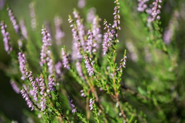 Calluna vulgaris, Yaygın fundalık yaz çiçekleri Seçici odaklanma
