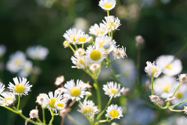 Erigeron Annuus, yıllık pire beyazı yaz çiçekleri. Seçici odak noktalarını kapatın.