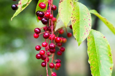 Prunus serotina, yabani kiraz olgunlaşmamış böğürtlen yakın plan seçici odaklanma