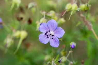 Sardunya pratezi, çayır turna gagası, tüm yaz çiçekleri kapalı seçici odak