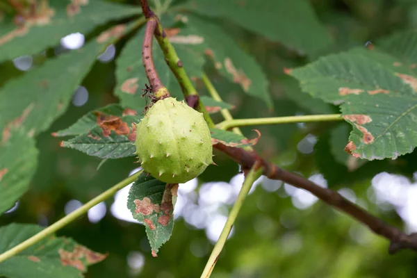Aesculus Hippocastanum Ippocastano Verde Frutta Chiodata Primo Piano Selettivo — Foto Stock
